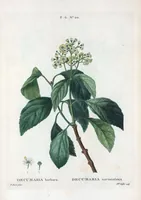 Picture 366 of 500 from Nouveau Duhamel (1801), leaf 368