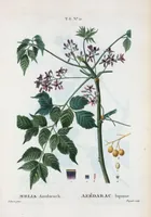 Picture 367 of 500 from Nouveau Duhamel (1801), leaf 369