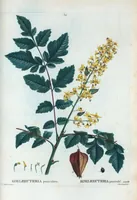Picture 37 of 500 from Nouveau Duhamel (1801), leaf 37