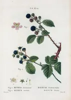 An illustration from Nouveau Duhamel (1801)