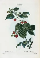 An illustration from Nouveau Duhamel (1801)