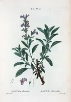 Picture 371 of 500 from Nouveau Duhamel (1801), leaf 373