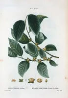 An illustration from Nouveau Duhamel (1801)