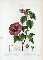 Picture 373 of 500 from Nouveau Duhamel (1801), leaf 375