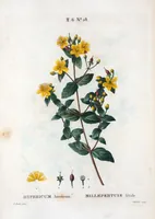 An illustration from Nouveau Duhamel (1801)