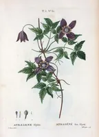 An illustration from Nouveau Duhamel (1801)