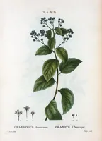 Picture 377 of 500 from Nouveau Duhamel (1801), leaf 379