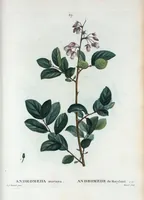 An illustration from Nouveau Duhamel (1801)