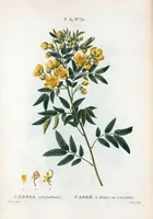 Picture 378 of 500 from Nouveau Duhamel (1801), leaf 380