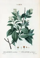 An illustration from Nouveau Duhamel (1801)
