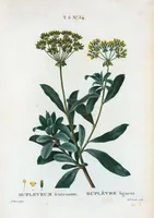An illustration from Nouveau Duhamel (1801)