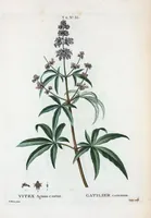 Picture 381 of 500 from Nouveau Duhamel (1801), leaf 383