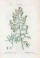 An illustration from Nouveau Duhamel (1801)