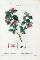 Picture 383 of 500 from Nouveau Duhamel (1801), leaf 385