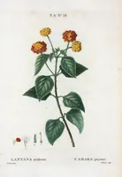 Picture 384 of 500 from Nouveau Duhamel (1801), leaf 386