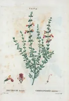 An illustration from Nouveau Duhamel (1801)