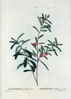 Picture 39 of 500 from Nouveau Duhamel (1801), leaf 39