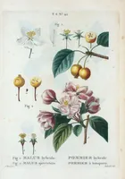 An illustration from Nouveau Duhamel (1801)