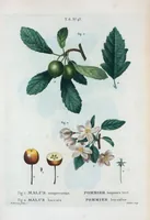 An illustration from Nouveau Duhamel (1801)