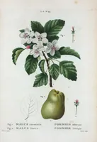 Picture 390 of 500 from Nouveau Duhamel (1801), leaf 392