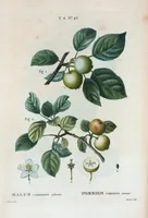An illustration from Nouveau Duhamel (1801)