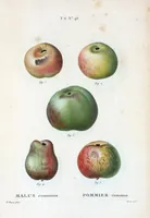 Picture 392 of 500 from Nouveau Duhamel (1801), leaf 394