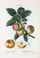 An illustration from Nouveau Duhamel (1801)