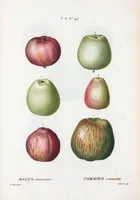 Picture 395 of 500 from Nouveau Duhamel (1801), leaf 397