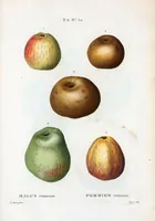 Picture 396 of 500 from Nouveau Duhamel (1801), leaf 398