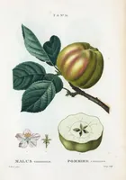 Picture 397 of 500 from Nouveau Duhamel (1801), leaf 399