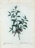 Picture 4 of 500 from Nouveau Duhamel (1801), leaf 4