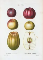An illustration from Nouveau Duhamel (1801)