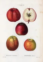 Picture 399 of 500 from Nouveau Duhamel (1801), leaf 401