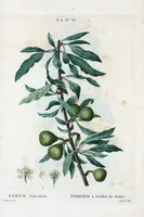 An illustration from Nouveau Duhamel (1801)