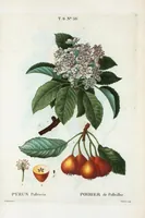 An illustration from Nouveau Duhamel (1801)
