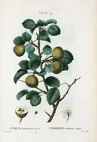 Picture 405 of 500 from Nouveau Duhamel (1801), leaf 407