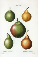 Picture 407 of 500 from Nouveau Duhamel (1801), leaf 409