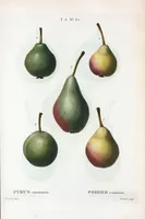 Picture 408 of 500 from Nouveau Duhamel (1801), leaf 410