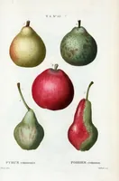 Picture 409 of 500 from Nouveau Duhamel (1801), leaf 411