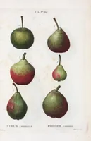 Picture 411 of 500 from Nouveau Duhamel (1801), leaf 413