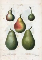 Picture 413 of 500 from Nouveau Duhamel (1801), leaf 415
