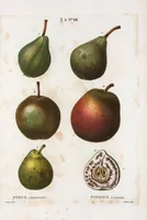 Picture 414 of 500 from Nouveau Duhamel (1801), leaf 416