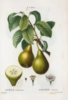 An illustration from Nouveau Duhamel (1801)