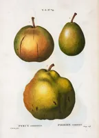 Picture 420 of 500 from Nouveau Duhamel (1801), leaf 422