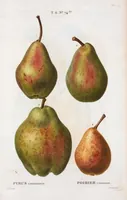 Picture 421 of 500 from Nouveau Duhamel (1801), leaf 423