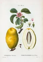 Picture 422 of 500 from Nouveau Duhamel (1801), leaf 424