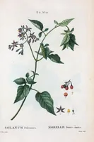 An illustration from Nouveau Duhamel (1801)