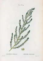 An illustration from Nouveau Duhamel (1801)