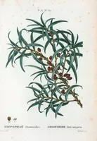 An illustration from Nouveau Duhamel (1801)