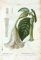 An illustration from Nouveau Duhamel (1801)